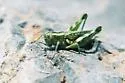 Elegant Saltbush Grasshopper - photo 2