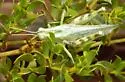 Elegant Saltbush Grasshopper - photo 3