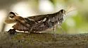 Elegant Saltbush Grasshopper - photo 4