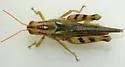 Elegant Saltbush Grasshopper - photo 5
