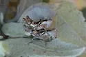 Northern Coast Bush Grasshopper