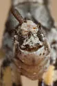 Southern Coast Bush Grasshopper - photo 2