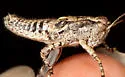 Southern Coast Bush Grasshopper - photo 3