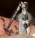 Southern Coast Bush Grasshopper - photo 4