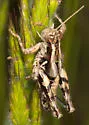 Southern Coast Bush Grasshopper - photo 5