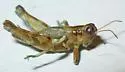 Rio Grande Saltbush Grasshopper