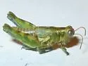 Rio Grande Saltbush Grasshopper - photo 2