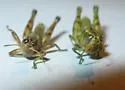 Rio Grande Saltbush Grasshopper - photo 3
