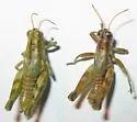 Rio Grande Saltbush Grasshopper - photo 4
