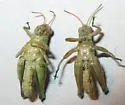 Rio Grande Saltbush Grasshopper - photo 5