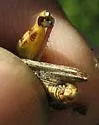 Narrow-winged Saltbush Grasshopper
