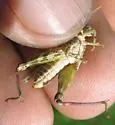 Narrow-winged Saltbush Grasshopper - photo 2