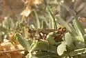 Narrow-winged Saltbush Grasshopper - photo 3