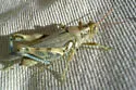 Narrow-winged Saltbush Grasshopper - photo 4