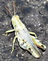 Narrow-winged Saltbush Grasshopper - photo 5