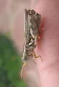 Thistle Grasshopper