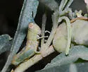 Thistle Grasshopper - photo 2