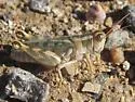 Thistle Grasshopper - photo 3