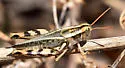 Thistle Grasshopper - photo 4