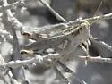 Thistle Grasshopper - photo 5