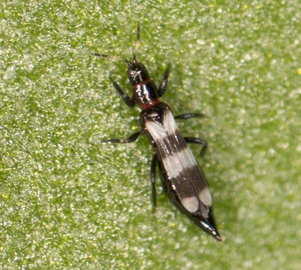 Predatory Thrips - photo 2