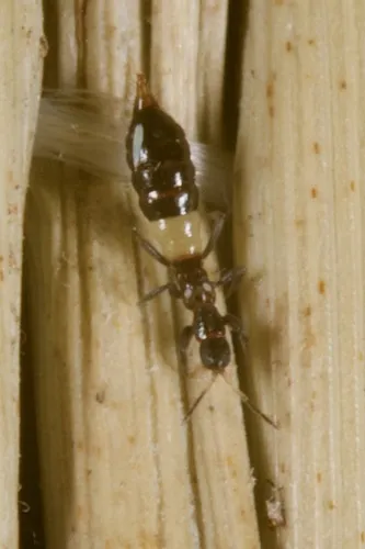 Aeolothrips albicinctus