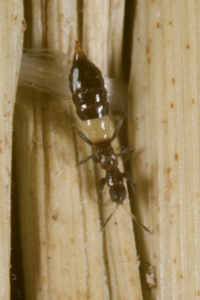 Aeolothrips albicinctus - photo 2