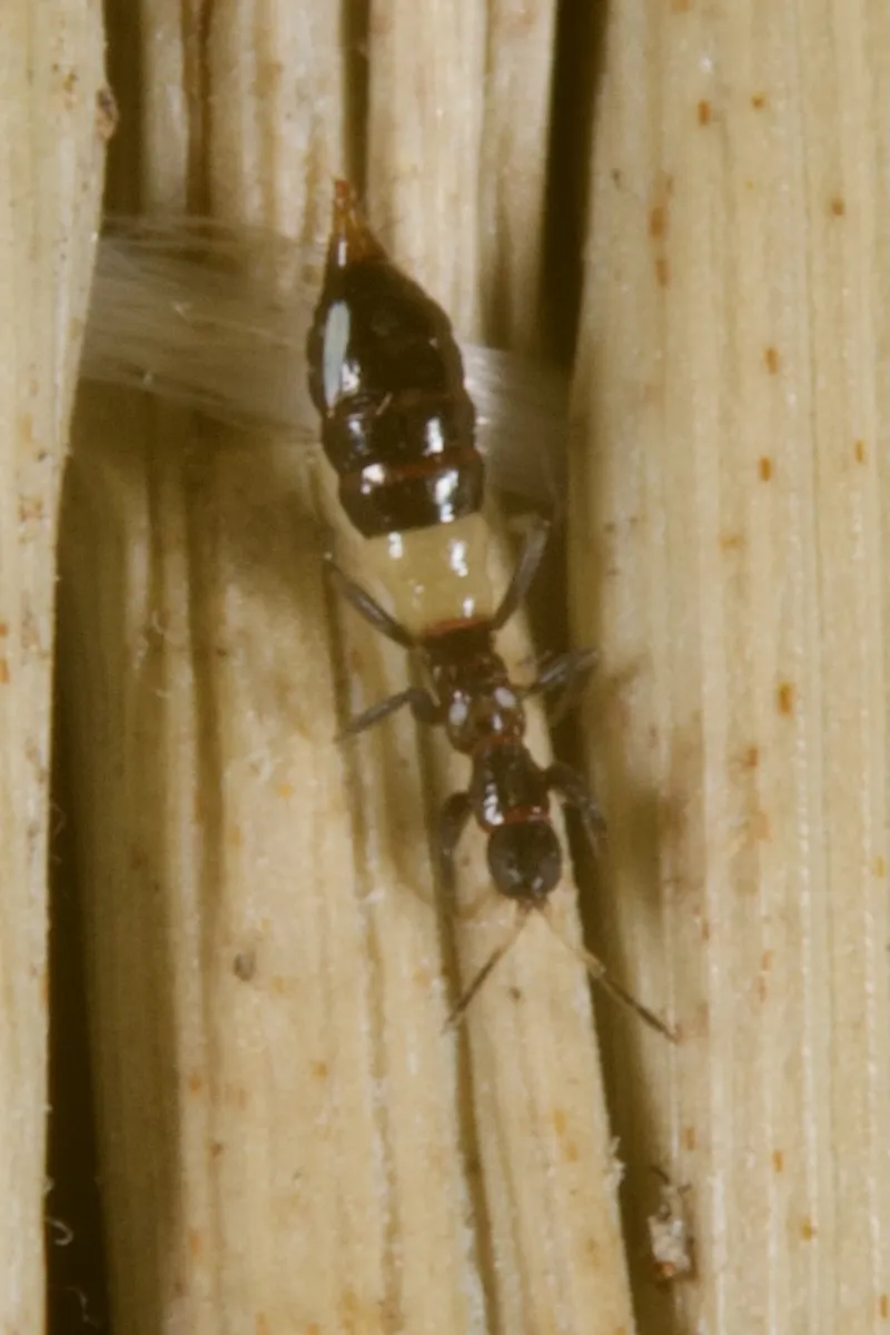 Aeolothrips albicinctus - photo 3
