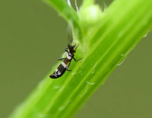 Aeolothrips bicolor