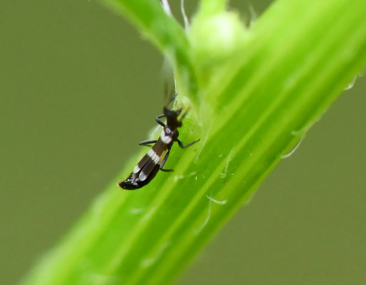 Aeolothrips bicolor - photo 3