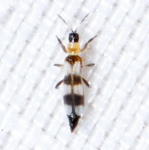 Aeolothrips collaris - photo 2