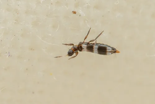 Aeolothrips ericae