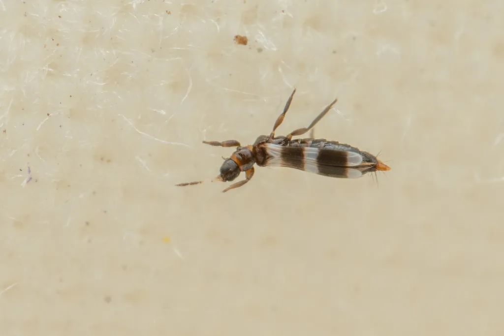 Aeolothrips ericae - photo 2