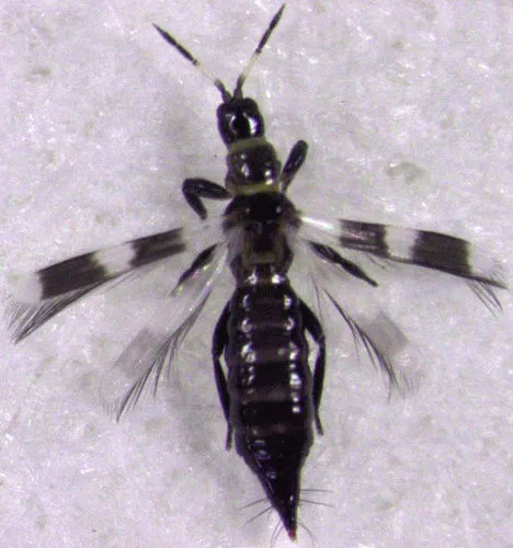 Banded Thrips