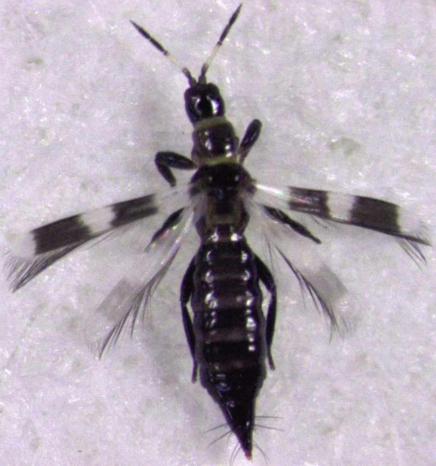 Banded Thrips - photo 2