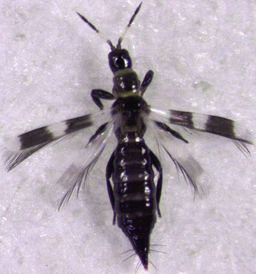 Banded Thrips - photo 3