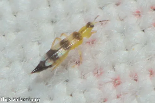 Aeolothrips gloriosus