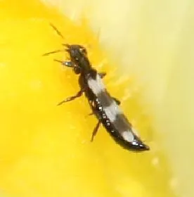 Aeolothrips intermedius - photo 3