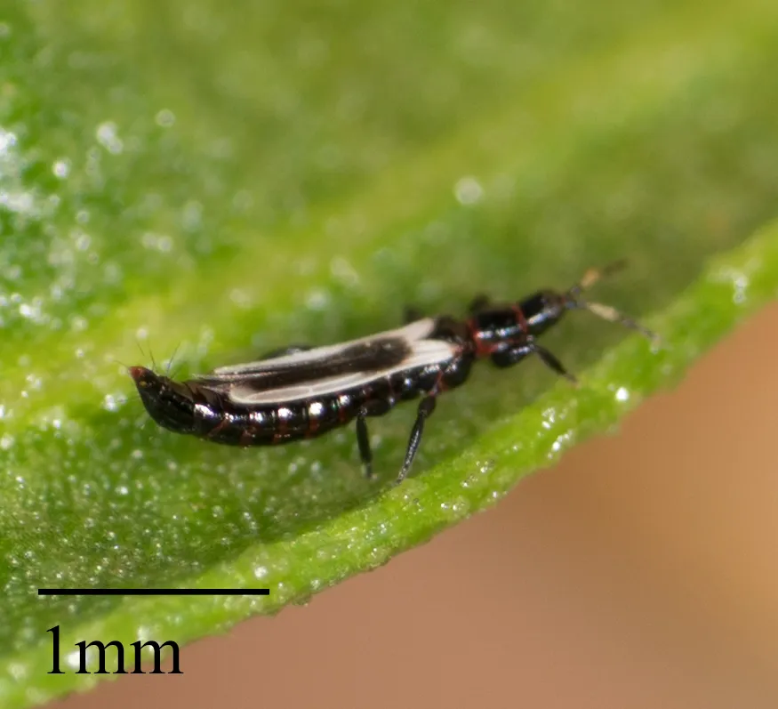 Aeolothrips kuwanaii