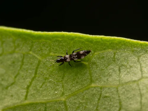 Aeolothrips melaleucus
