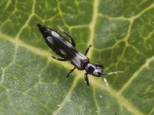 Aeolothrips versicolor