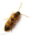 Aeolus amabilis
