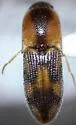 Aeolus amabilis - photo 2