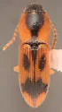 Aeolus amabilis - photo 3