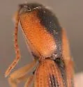 Aeolus amabilis - photo 4