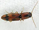 Aeolus asper - photo 2
