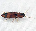 Aeolus asper - photo 3