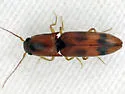 Aeolus asper - photo 4
