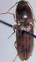 Aeolus cribratus