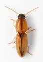 Aeolus lepidus